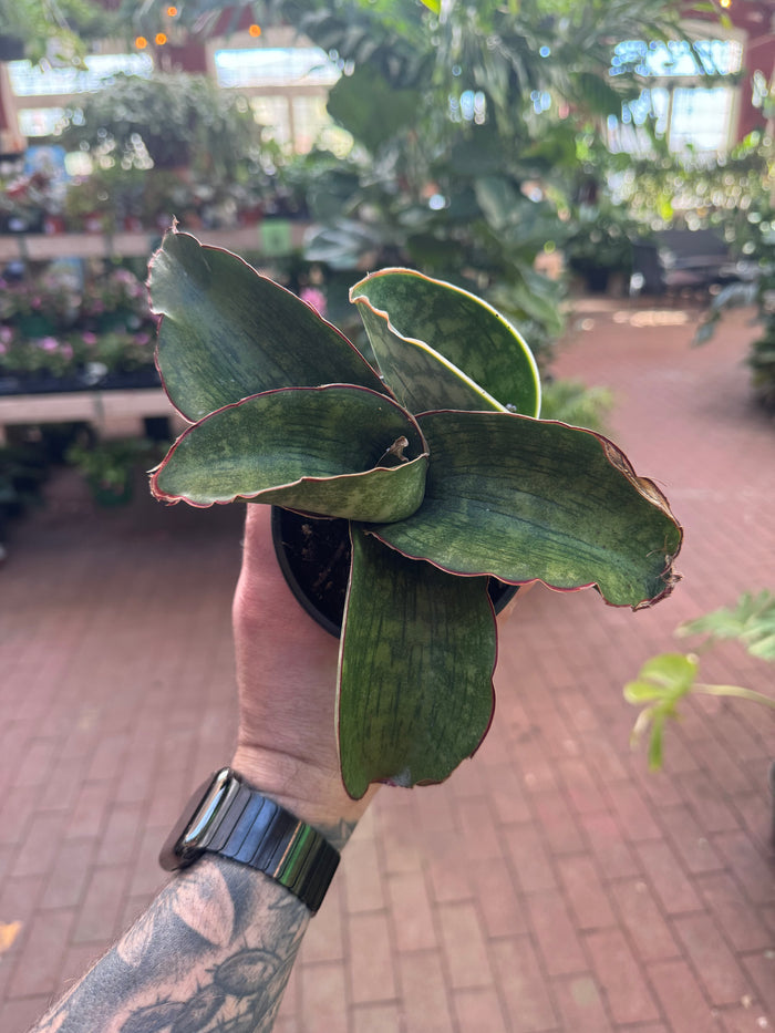 Sansevieria 'Dragon Wing'