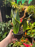 Sansevieria 'Fabi'
