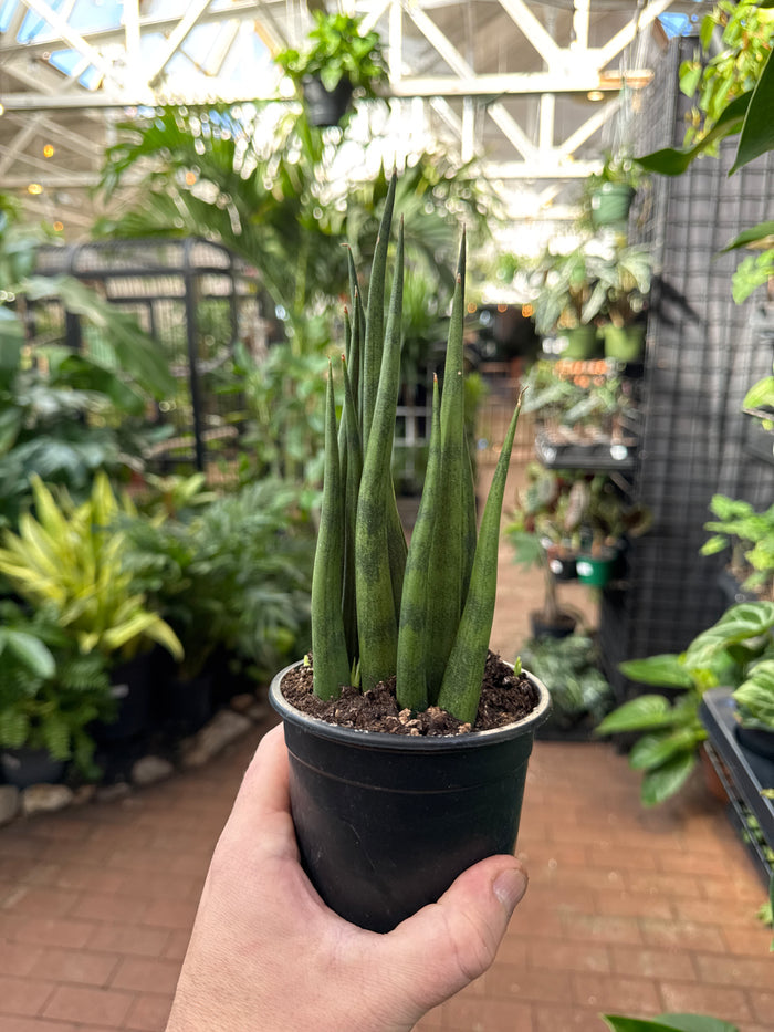 Sansevieria Fernwood 'Torch'