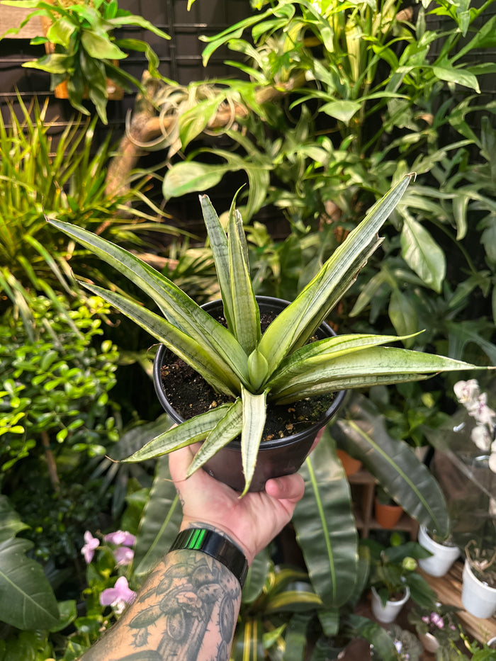 Sansevieria 'Gabriella White'