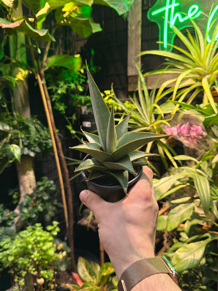 Sansevieria 'Grey Tower'
