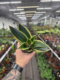 Sansevieria hahnii 'Lotus'