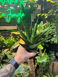 Sansevieria 'Indo Hybrid'