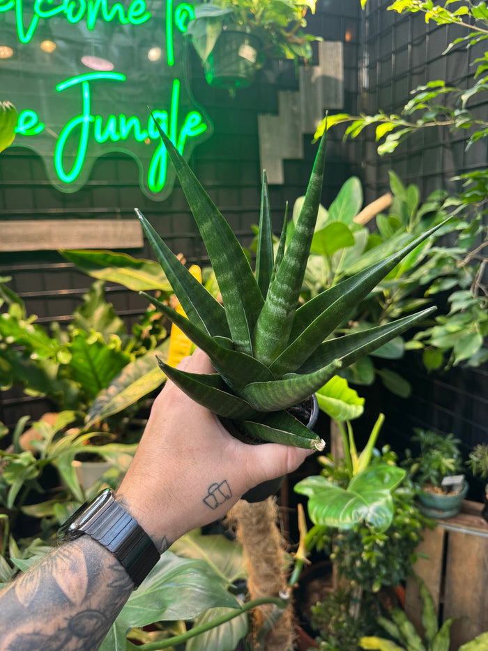Sansevieria 'Indo Hybrid'