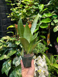 Sansevieria Moonshine