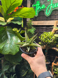 Sansevieria Prabu