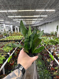 Sansevieria 'Robusta'