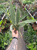 Sansevieria 'Siam Silver'