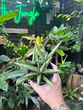 Sansevieria 'Silver Crown'