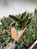 Sansevieria ‘Sunpower’ Bicolor