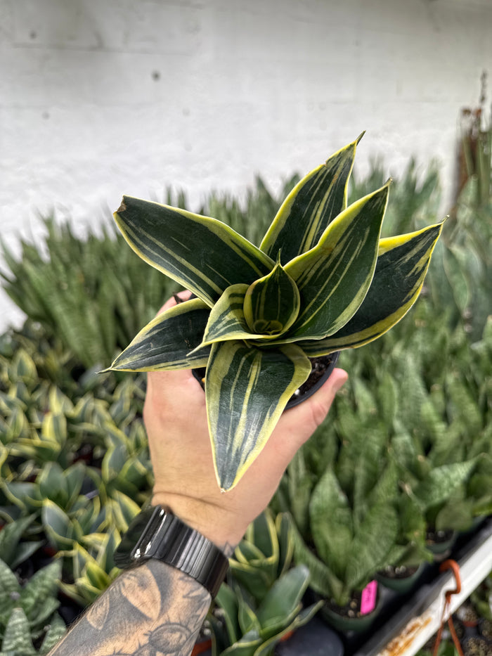 Sansevieria ‘Sunpower’ Bicolor