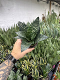 Sansevieria ‘Sunpower’ Green