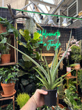 Sansevieria 'Tom Gracillis'
