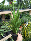 Sansevieria 'Tough Lady'