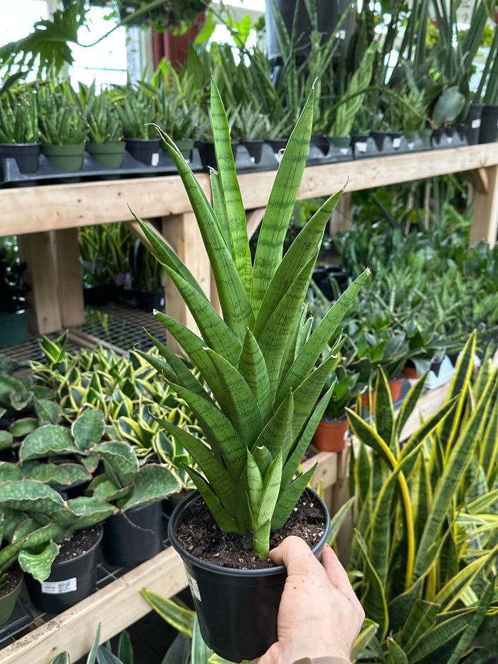 Sansevieria 'Tough Lady'