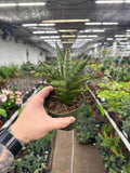 Sansevieria 'Tower'