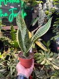 Sansevieria 'Tyler'