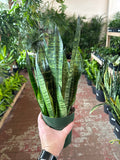 Sansevieria Zeylanica Superba