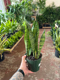 Sansevieria Zeylanica