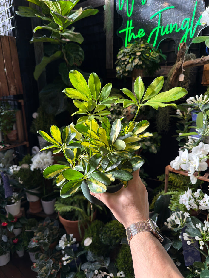 Schefflera Arboricola "Gold Capella"