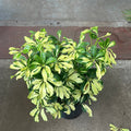 Schefflera Trinette