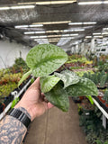 Scindapsus Exotica "Silver Satin"