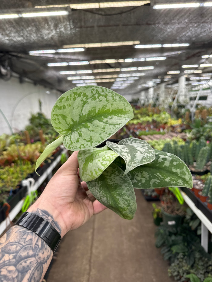 Scindapsus Exotica "Silver Satin"