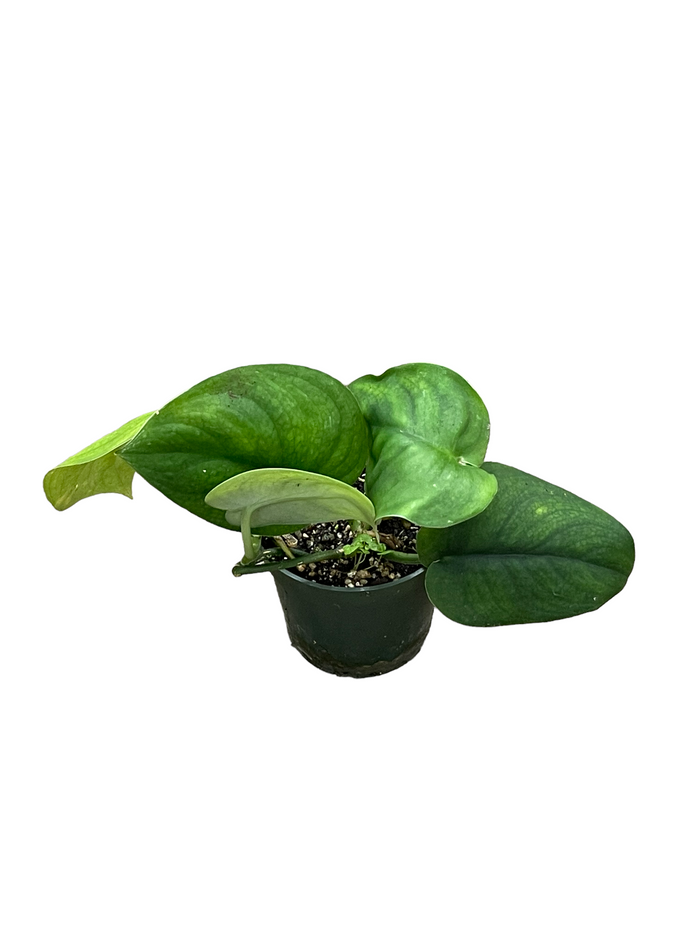 Scindapsus Jade Satin