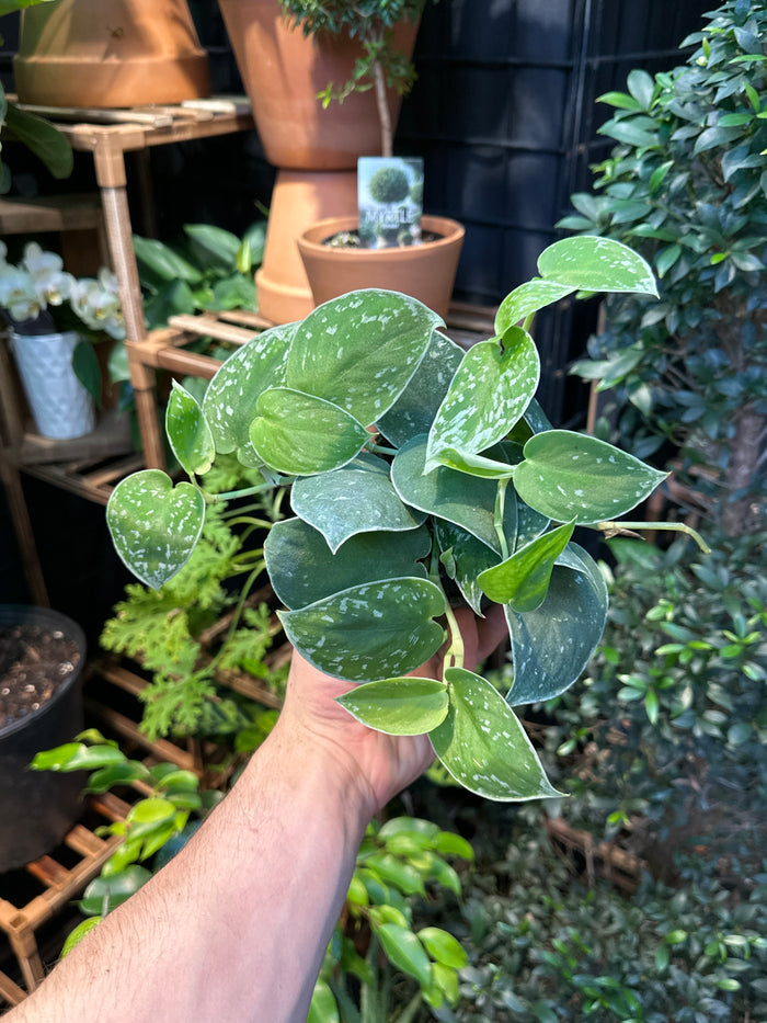 Scindapsus Pictus "Silvery Anne"