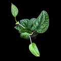 Scindapsus Tricolor