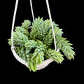Sedum morganianum "Burro's Tail"