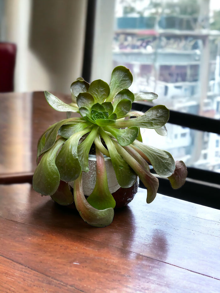 Semponium Destiny