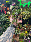Senecio herreianus "Purple Flush"