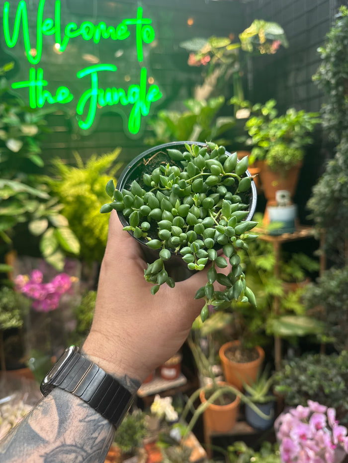 Senecio herreianus "String of Beads/Tears"