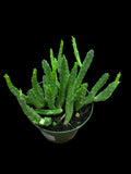 Stapelia Grandiflora