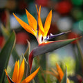 Strelitzia spp. 'Orange Bird of Paradise'