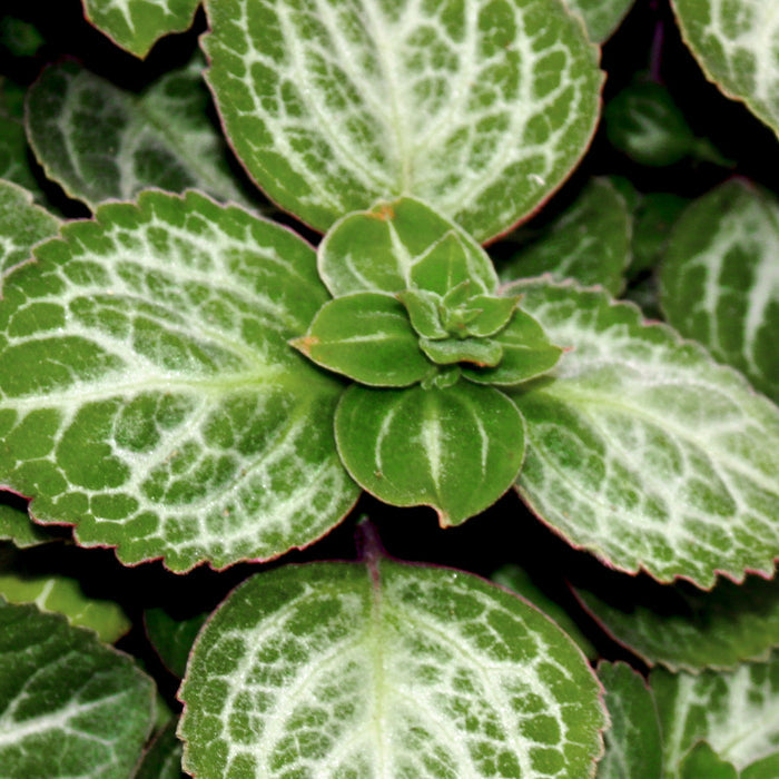 Swedish Ivy (Plectranthus) "Emerald Lace"