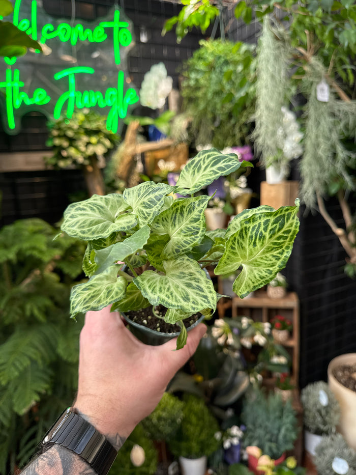 Syngonium 'Batik'
