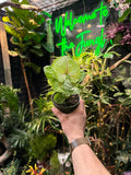 Syngonium 'Kiwi'