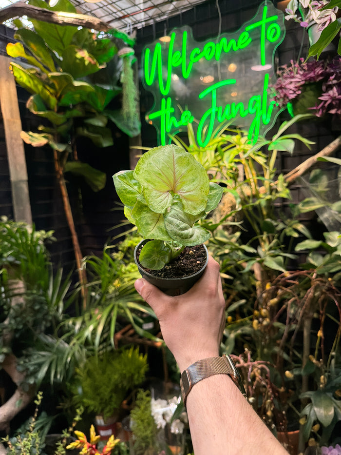 Syngonium 'Kiwi'
