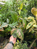 Syngonium 'Pink Splash'
