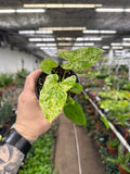 Syngonium podophyllum 'Mojito'