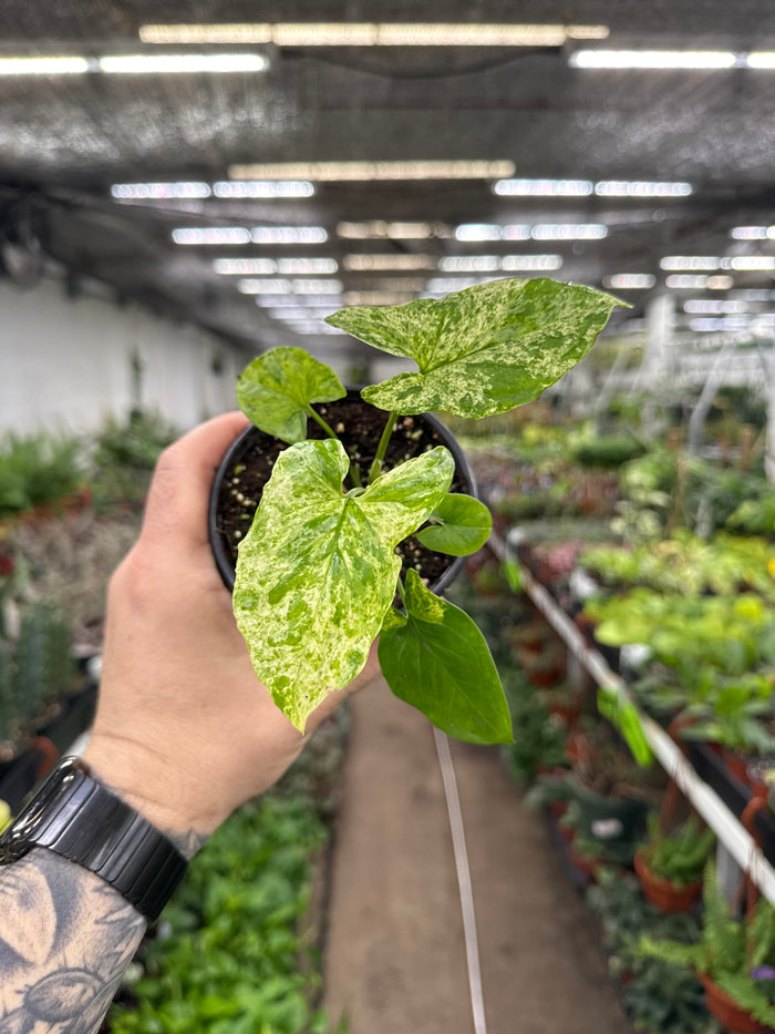 Syngonium podophyllum 'Mojito'