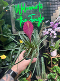 Tillandsia Cyanea (Pink Quill)