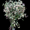 Tradescantia Rainbow