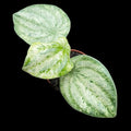 Variegated Watermelon Peperomia "Harmony's Gold Dust"