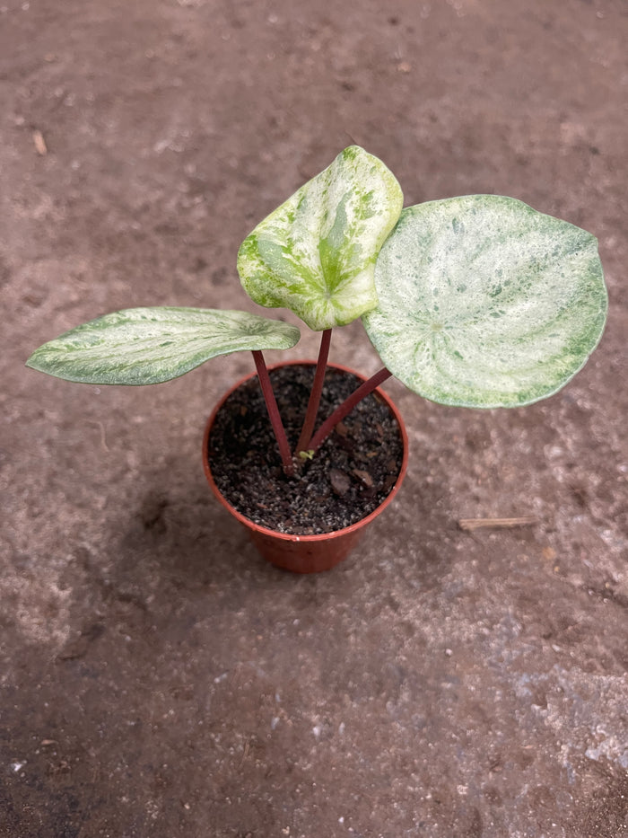 Variegated Watermelon Peperomia "Harmony's Gold Dust"