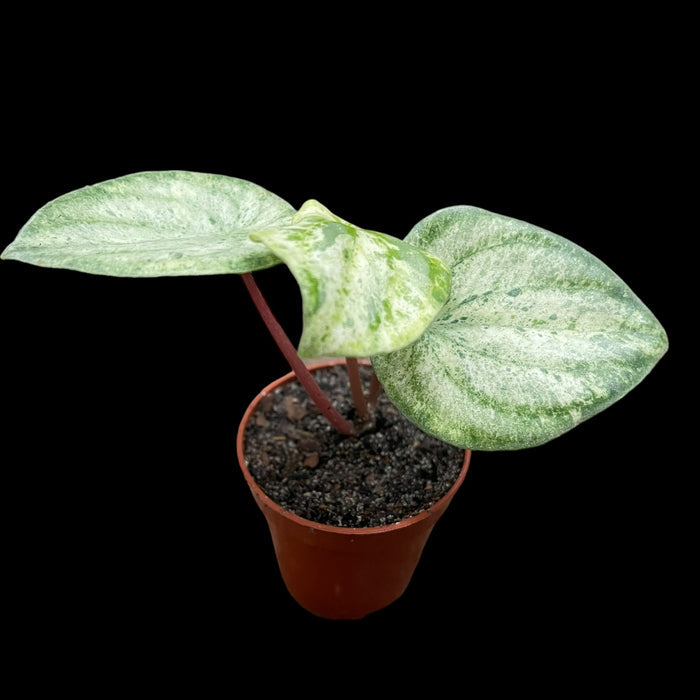 Variegated Watermelon Peperomia "Harmony's Gold Dust"