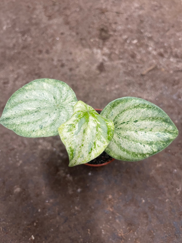 Variegated Watermelon Peperomia "Harmony's Gold Dust"