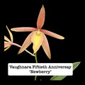 Vaughnara Fiftieth Anniversary’Newberry’